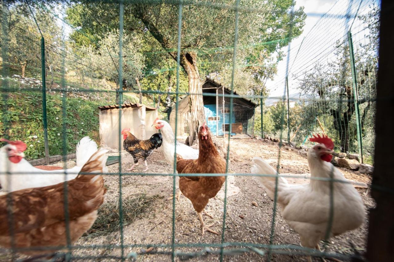 Casetta Di Butia, Appartamento Iris Lucca Exteriér fotografie